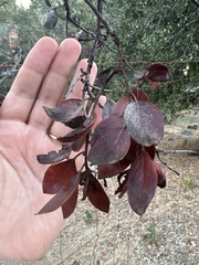 Arctostaphylos manzanita