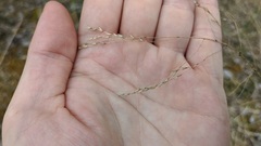 Festuca subverticillata