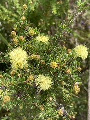 Myrtoideae