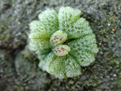 Riccia frostii