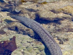 Gymnothorax pictus