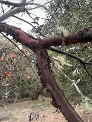 Arctostaphylos manzanita