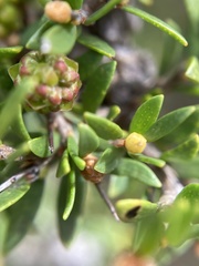 Myrtoideae