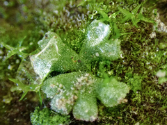 Riccia frostii