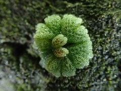 Riccia frostii