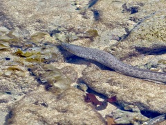 Gymnothorax pictus
