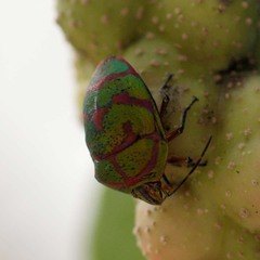 Poecilocoris lewisi