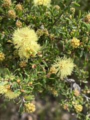 Myrtoideae