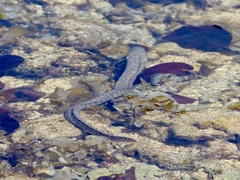 Gymnothorax pictus