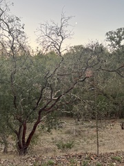 Arctostaphylos manzanita