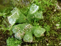 Riccia frostii