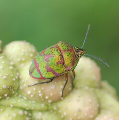 Poecilocoris lewisi