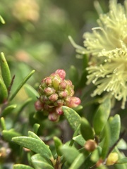 Myrtoideae