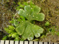 Riccia frostii