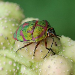 Poecilocoris lewisi