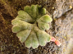 Riccia frostii