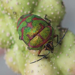 Poecilocoris lewisi