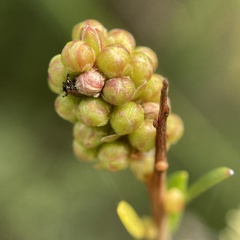 Myrtoideae