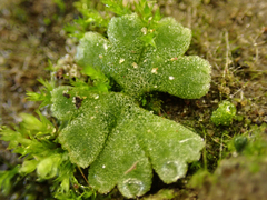 Riccia frostii