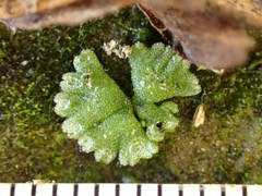 Riccia frostii