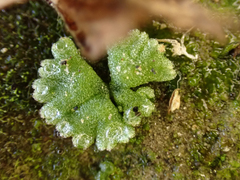 Riccia frostii