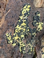 Rosellinia