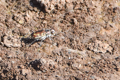 Cicindela hirticollis
