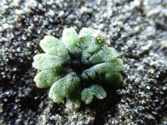 Riccia frostii