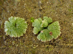 Riccia frostii