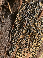 Rosellinia