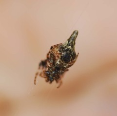 Cyclosa japonica