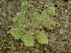 Riccia frostii