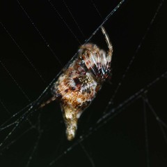 Cyclosa japonica