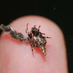 Cyclosa japonica