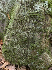 Cladonia ochrochlora