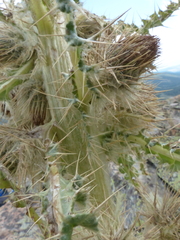 Cirsium funkiae
