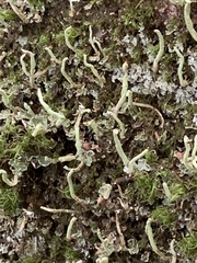 Cladonia ochrochlora