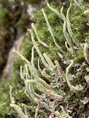 Cladonia ochrochlora