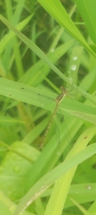 Lestes dryas