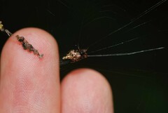 Cyclosa japonica