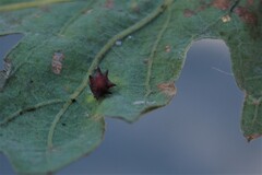 Cynips douglasii