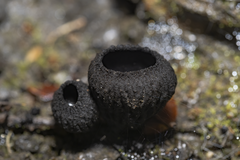 Plectania rhytidia