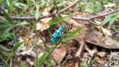 Platyomus