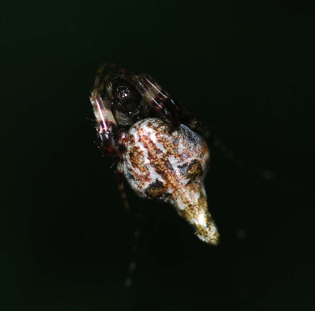 Cyclosa japonica