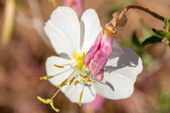 Oenothera pallida