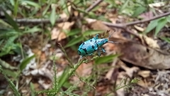 Platyomus