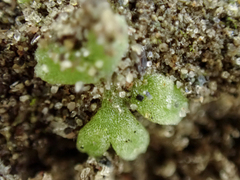 Riccia frostii