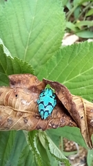 Platyomus
