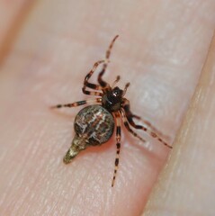 Cyclosa japonica