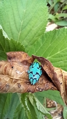 Platyomus